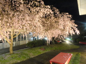 夜桜.JPG